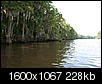 Pix of Louisiana-caddo-lake.jpg
