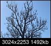Tree indentification-image1-1-.jpeg