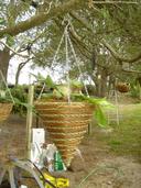 Florida Grown Staghorns