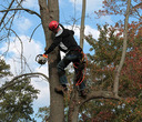 Tree Service Paterson